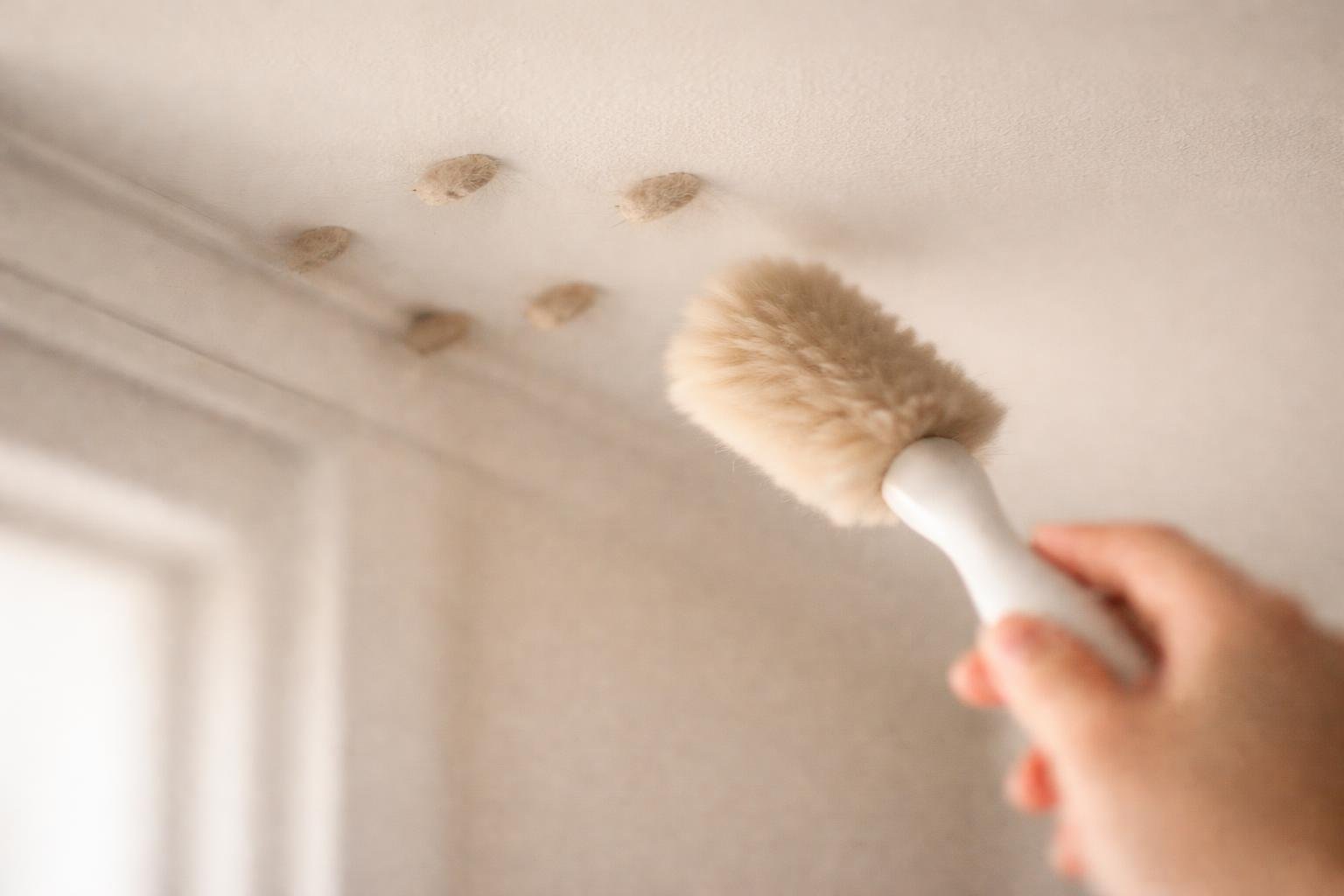 Cocon Mite Plafond : D&rsquo;où Viennent-ils et Comment les Éliminer ?