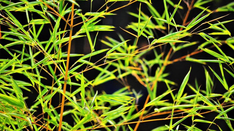 Pourquoi choisir un bambou fargesia pour son jardin ?
